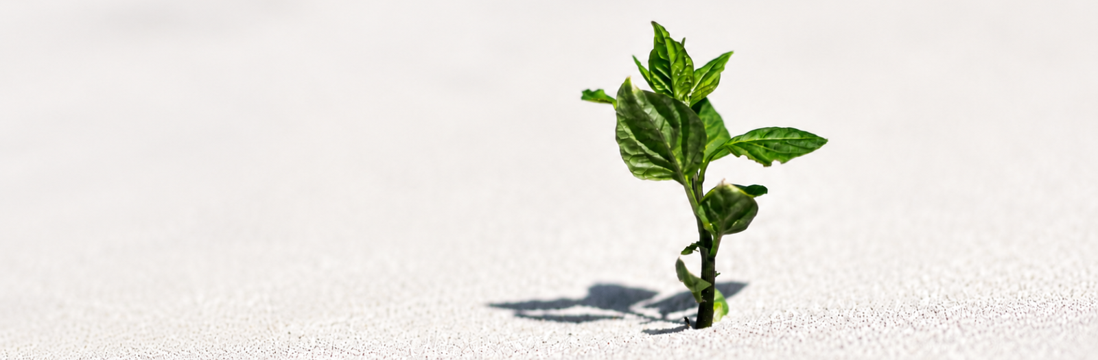plant growth